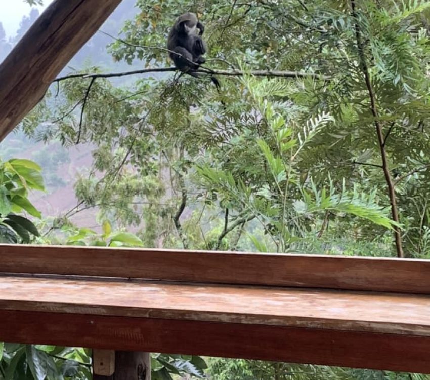 accomodation animals