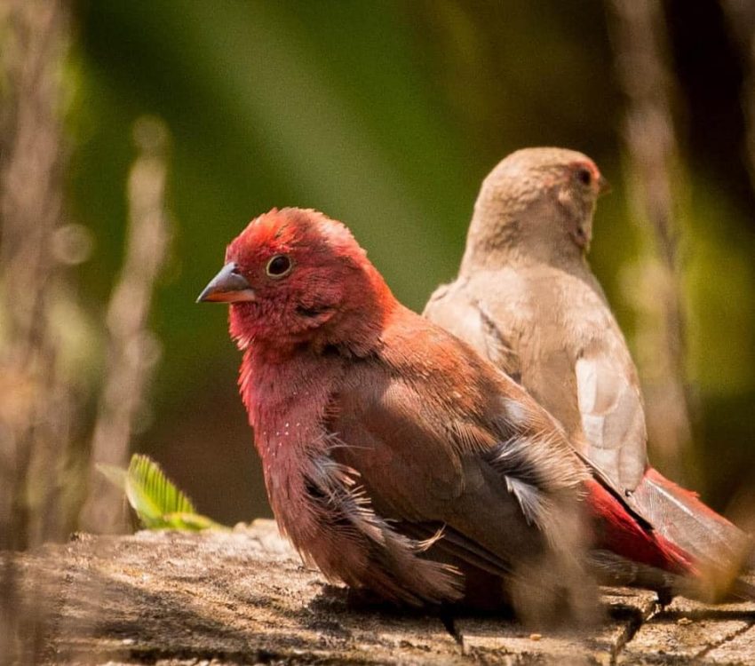 birds