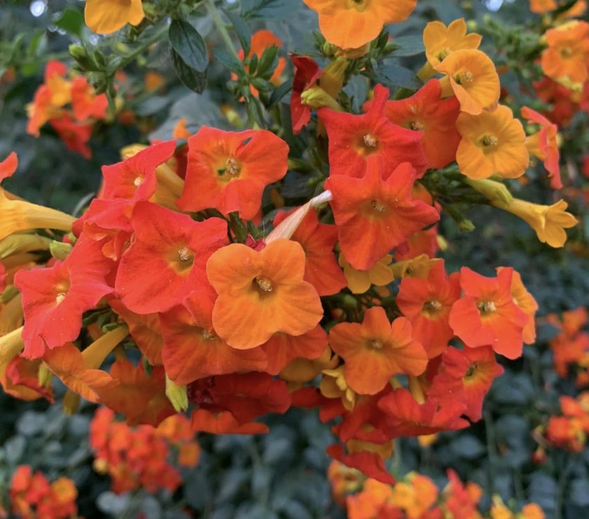 flower
