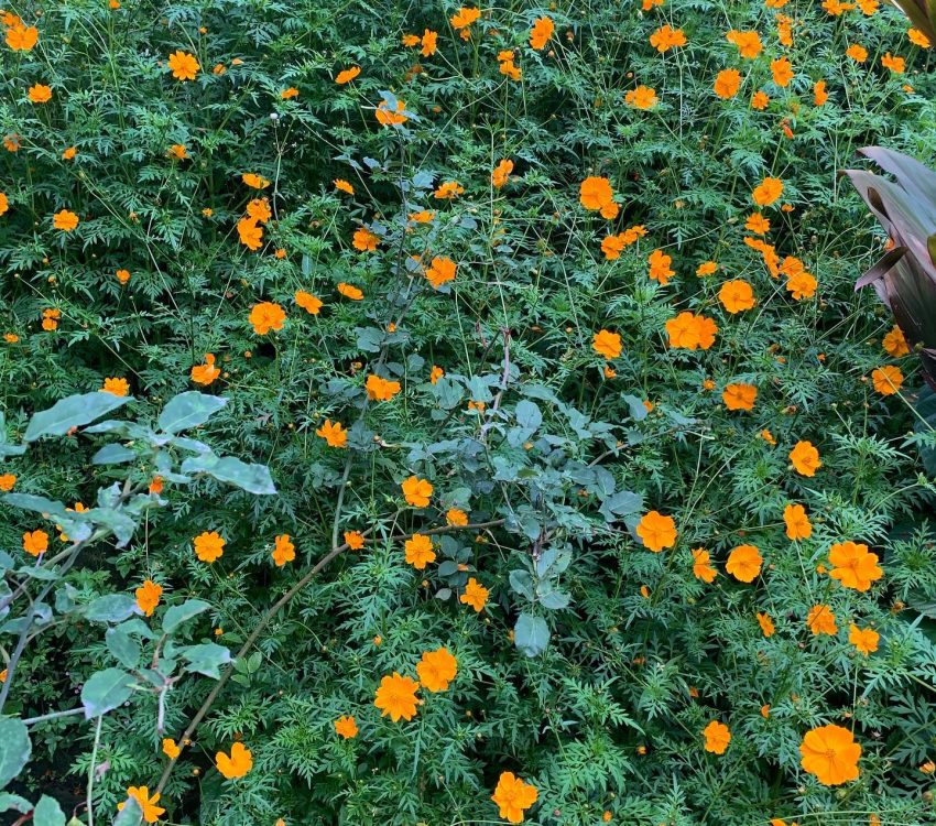 flowers